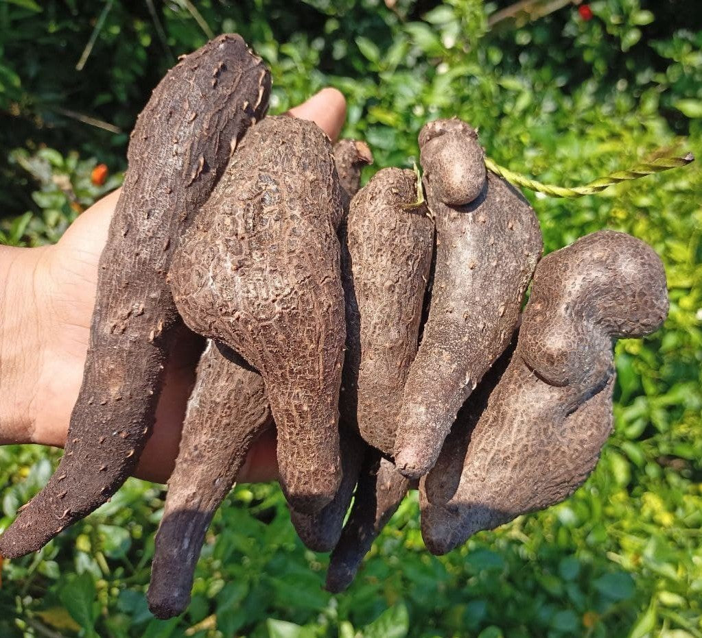Yam (Dioscorea) Edible Tuber Seeds for Planting – Heirloom, Non-GMO, Easy to Grow, Root Vegetable