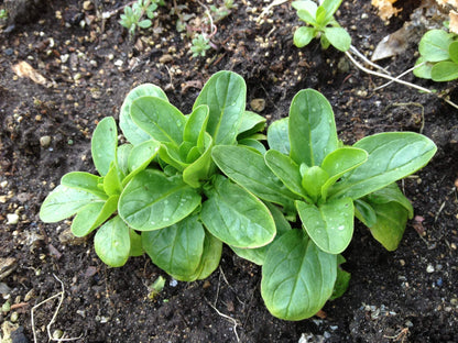 Corn Salad Mache – Garden Flower Seeds