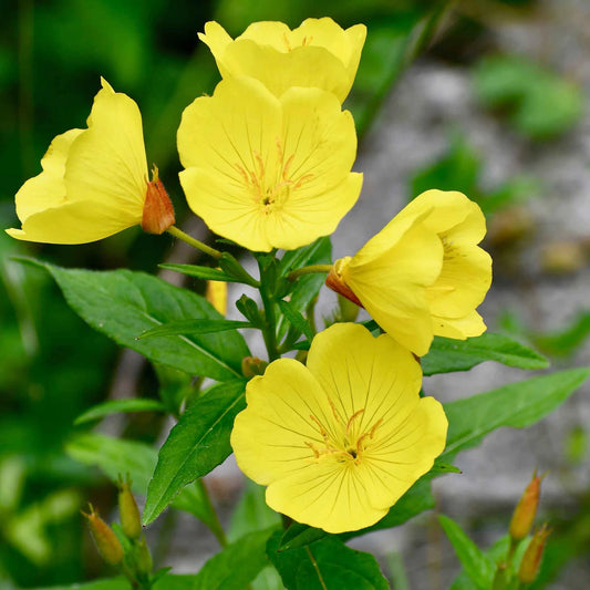 Evening Primrose – Hardy Wildflower Garden Seeds