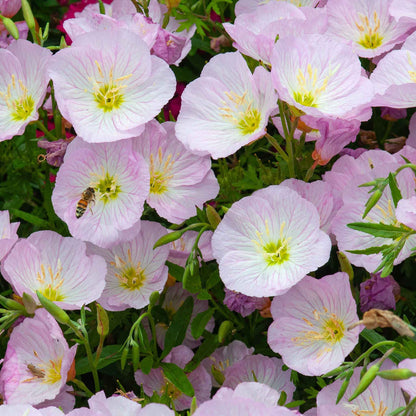 Showy Pink Evening – Perennial Flower Seeds