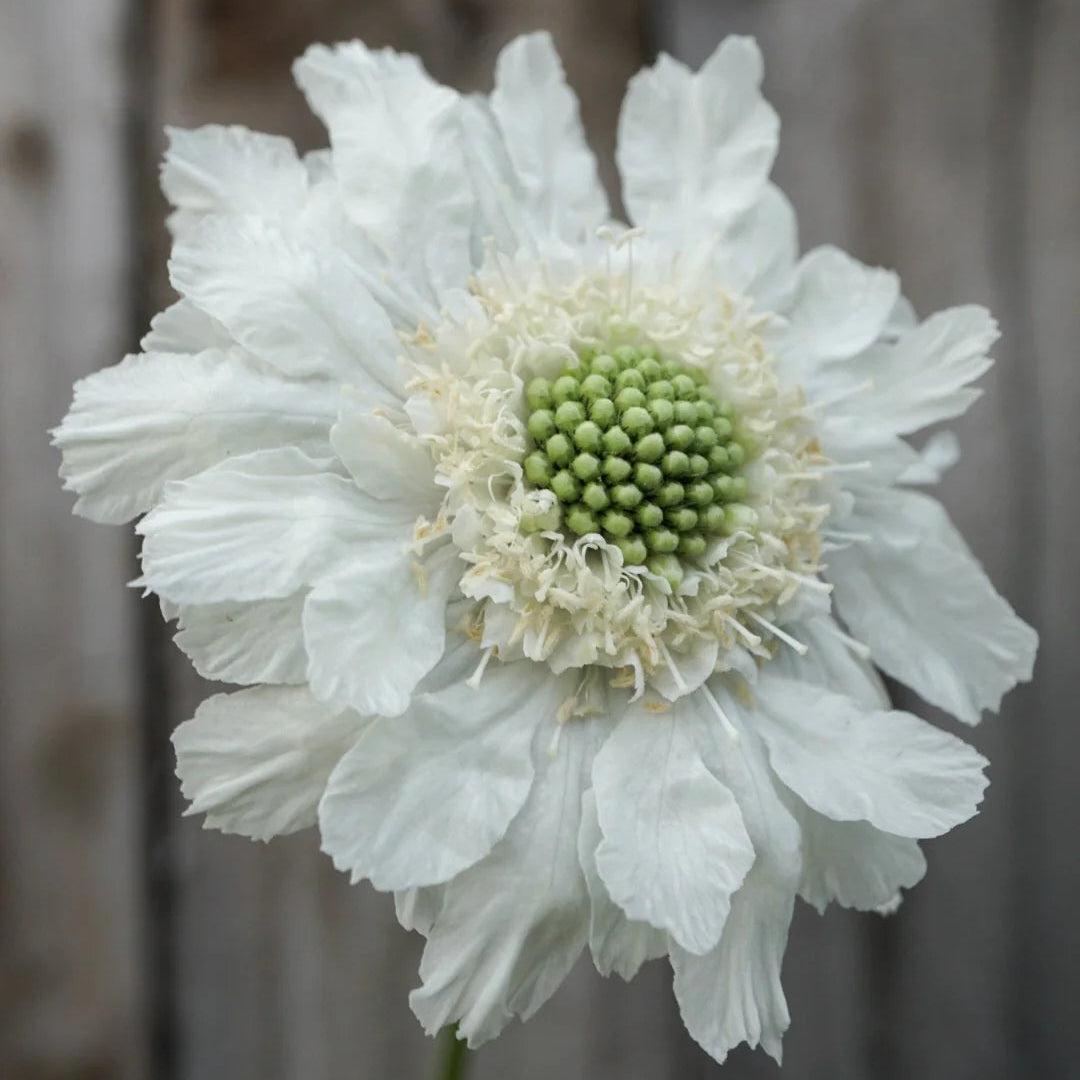 Scabiosa Fama White Seeds – Pure White Pincushion Flower for Gardens & Cut Displays