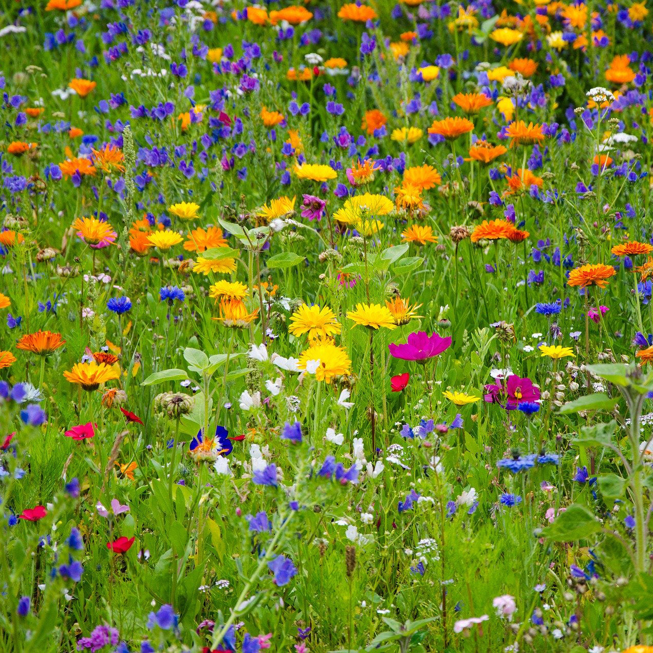 Wild Meadow Flower Mix Seeds – Heirloom, Non-GMO, Annual and Perennial Blend for Planting