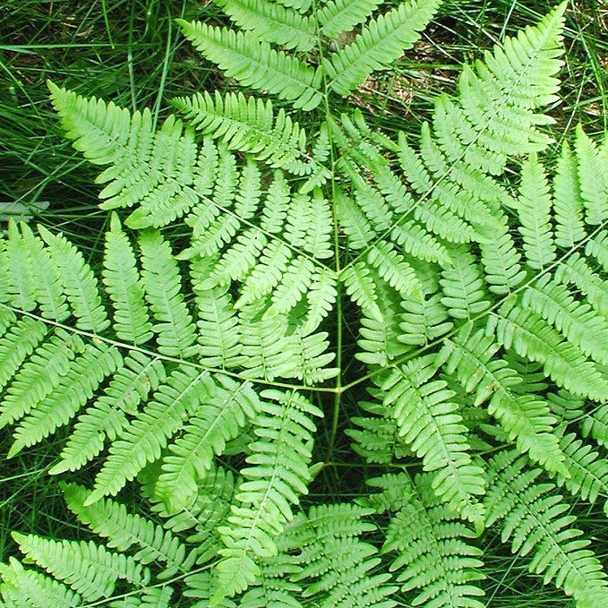 Bracken Fern Seeds - Hardy Perennial Fern Shade-Loving Ornamental Plant for Garden & Pots