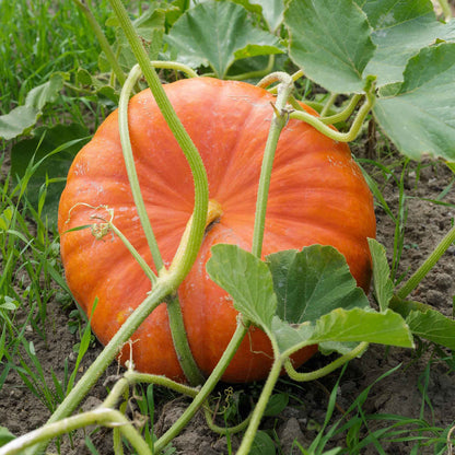Pumpkin Cinderella Rouge Heirloom Seeds – Classic Garden Growing Variety