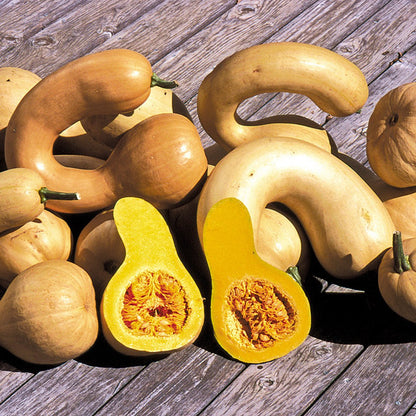 Dutch Crookneck Pumpkin – Winter Squash Vegetable Seeds