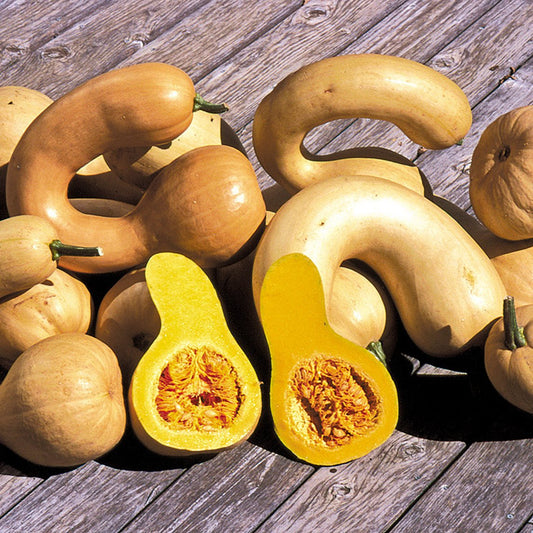 Dutch Crookneck Pumpkin – Winter Squash Vegetable Seeds