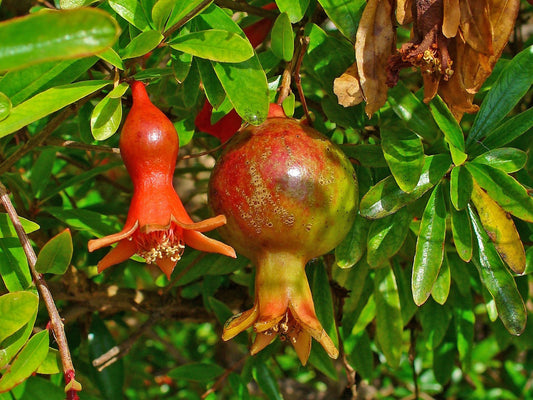 Pomegranate Punica Granatum – Edible Fruit Tree Seeds