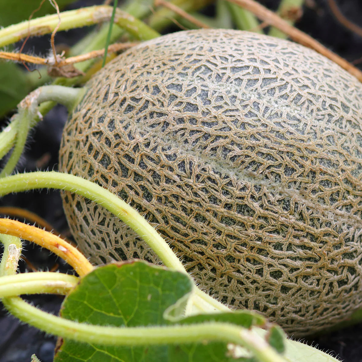 Jumbo Cantaloupe Seeds – Garden Flower Seeds