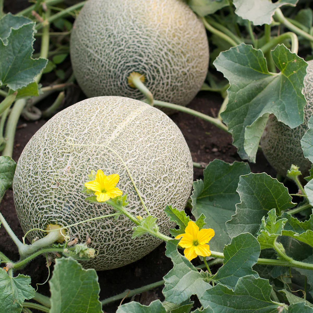 Jumbo Cantaloupe Seeds – Garden Flower Seeds