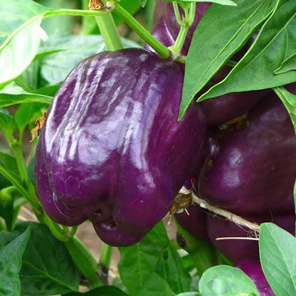 Bohemian Baron Pepper – Purple Bell Vegetable Garden Seeds