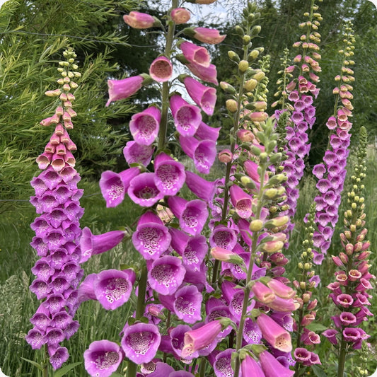 Digitalis Purple Foxglove – Garden Flower Seeds