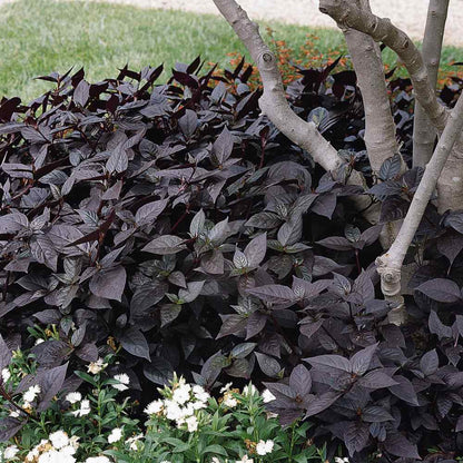 Alternanthera Alternanthera Brasiliana – Purple Knight Garden Seeds