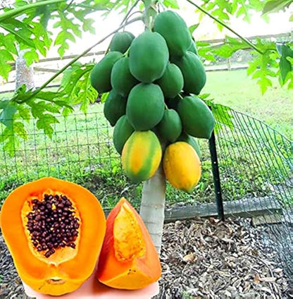 Dwarf Cylindrical Papaya Seeds – Compact Variety, High Yield, Easy to Grow