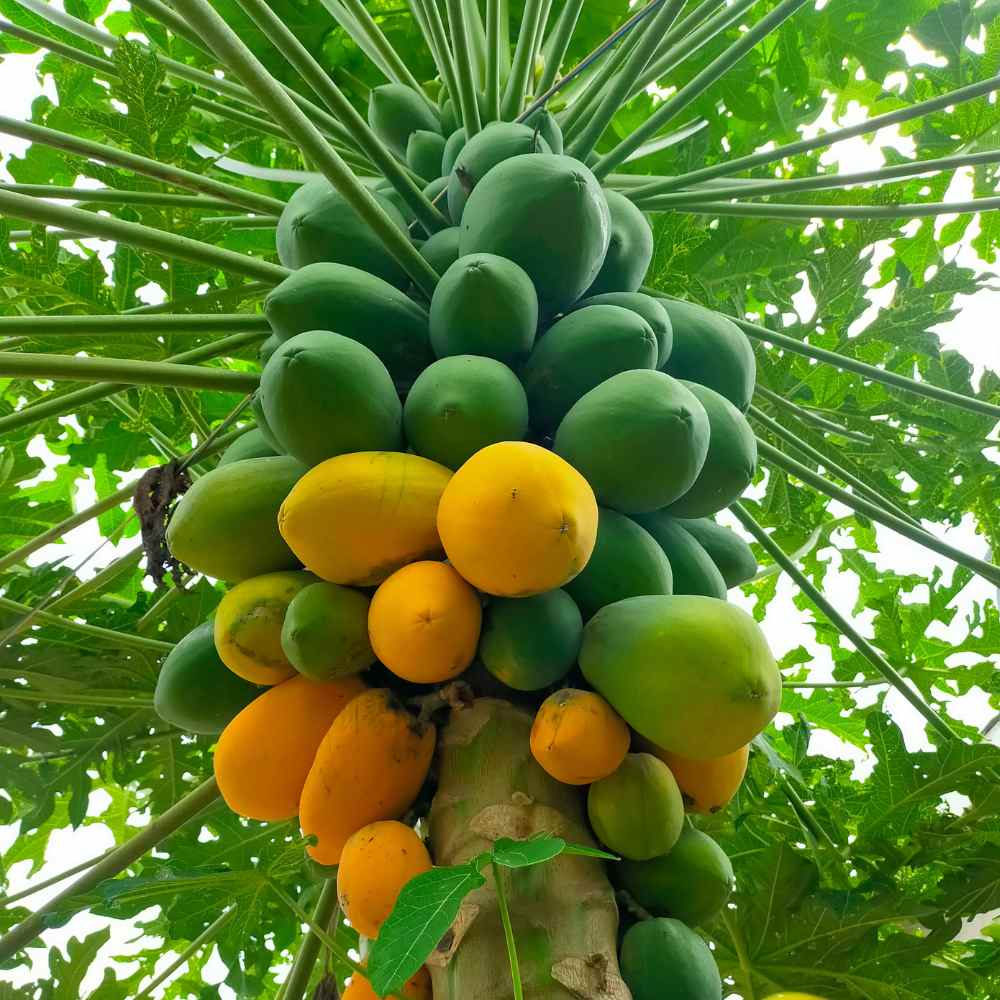 Pusa Nanha Dwarf Papaya Seeds – Compact Growing, Non-GMO, Heirloom Variety