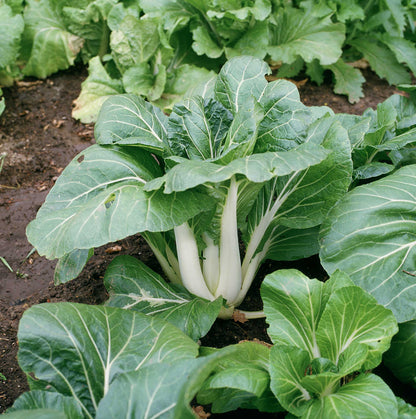 Chinese Lettuce Big Stem – Vegetable Garden Seeds