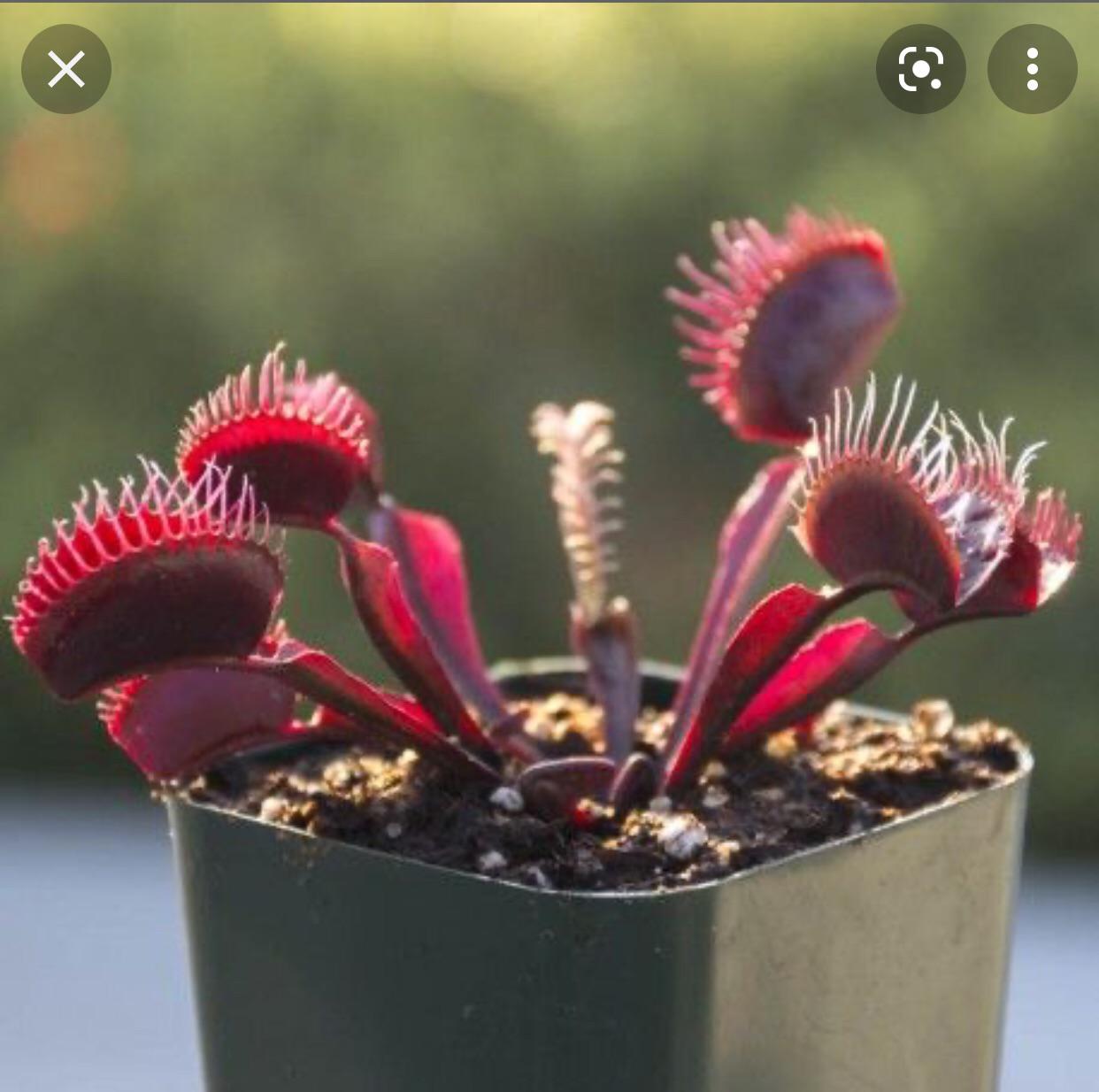 Venus Flytrap ‘Akai Ryu’ Seeds – Heirloom, Non-GMO, Carnivorous Plant Variety