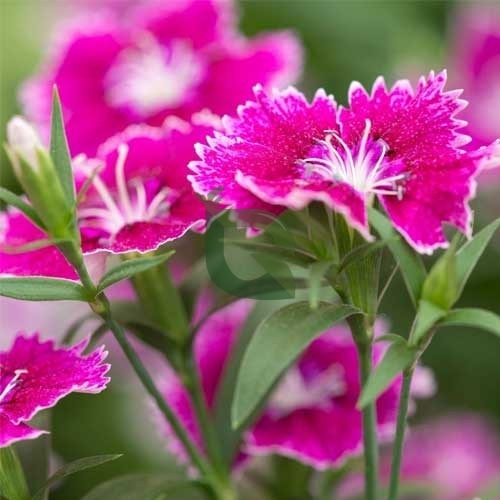 Sweet William Mix – Colorful Garden Flower Seeds