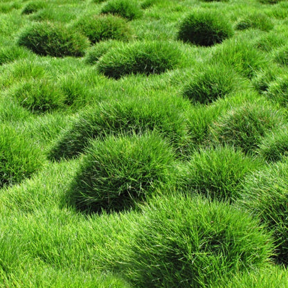 Zoysia Japonica Seeds, Japanese Lawn Grass / Korean Lawn Grass Seeds