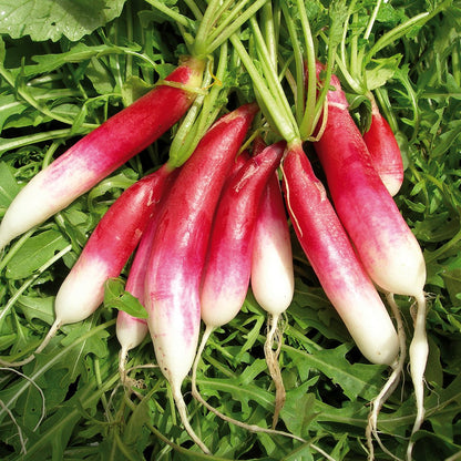 French Breakfast Summer Radish Seeds for Planting ( Seeds)
