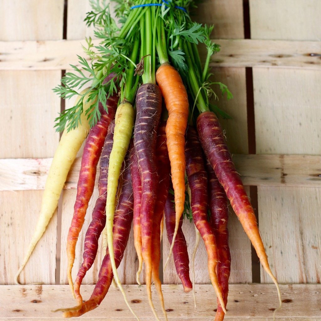 Rainbow Blend Carrot – Garden Vegetable Seeds