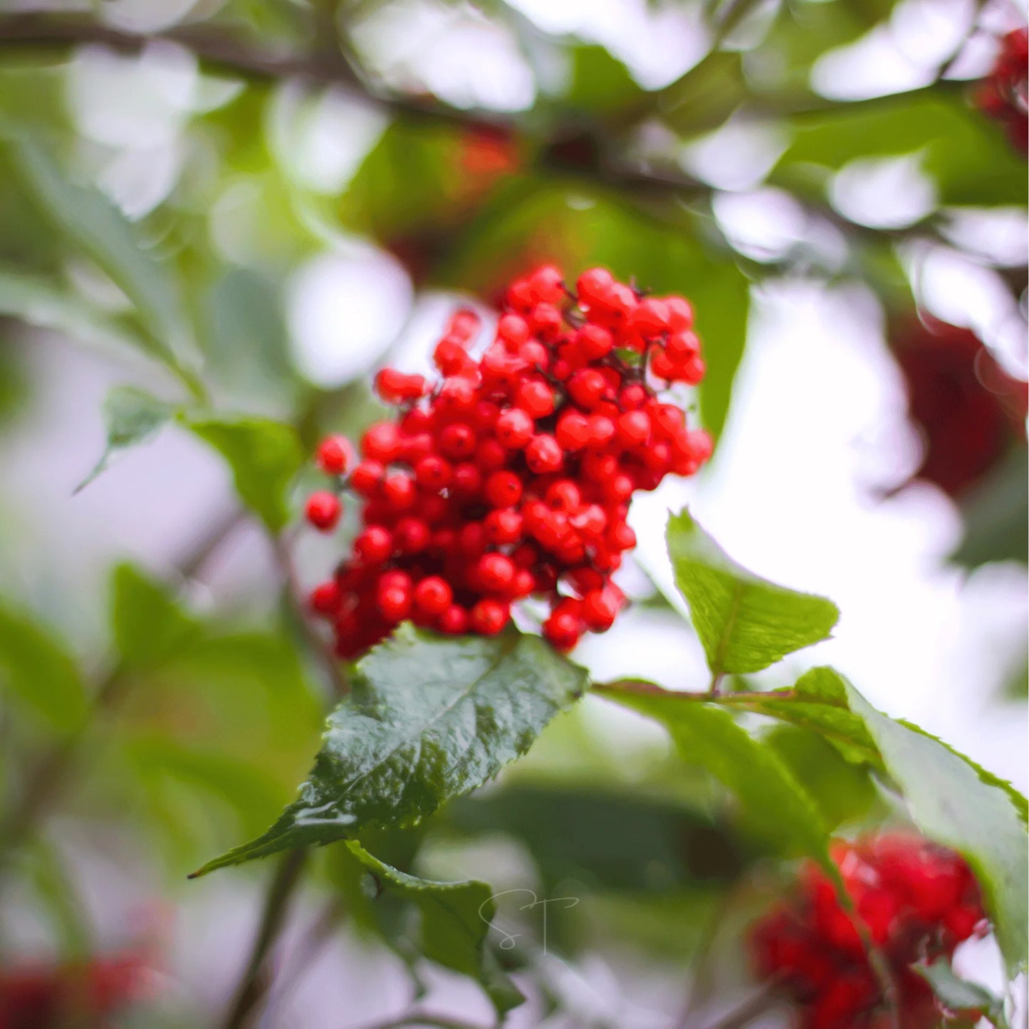 Red Elderberry Sambucus Racemosa – Cold Hardy Perennial Shrub Seeds