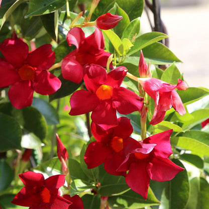 Dipladenia Mandevilla Red Flowers Tropical Vine Plant