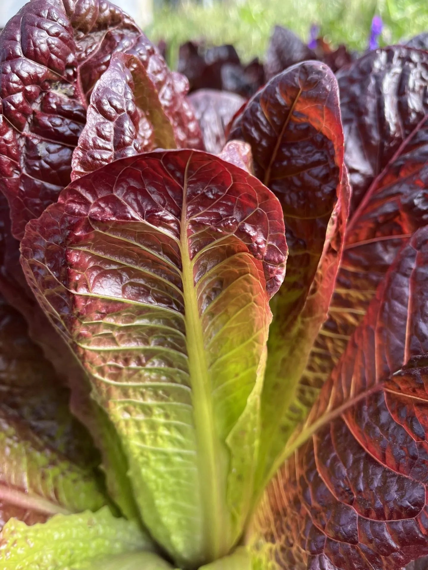Cimmaron Romaine Lettuce – Colorful Vegetable Seeds