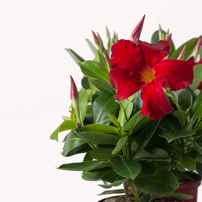 Dipladenia Mandevilla Red Flowers Tropical Vine Plant