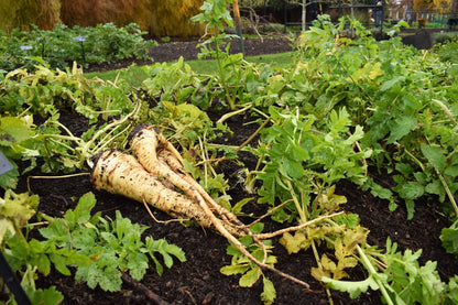 Raregiantbutterscotch Parsnipmedicinal Seedssweeter – Garden Vegetable