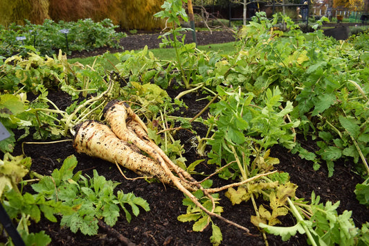 Raregiantbutterscotch Parsnipmedicinal Seedssweeter – Garden Vegetable