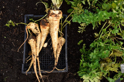 Raregiantbutterscotch Parsnipmedicinal Seedssweeter – Garden Vegetable