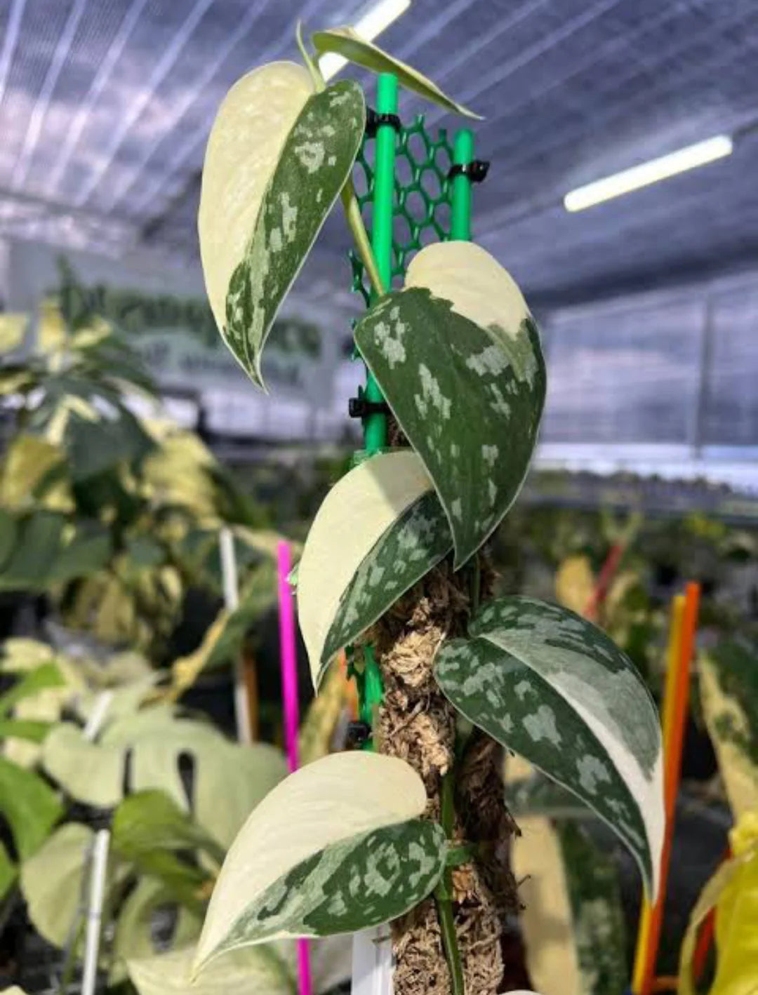 Variegated Scindapsus Agryrareus – Indoor Climbing Foliage Seeds