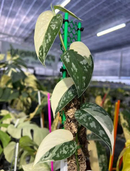 Variegated Scindapsus Agryrareus – Indoor Climbing Foliage Seeds
