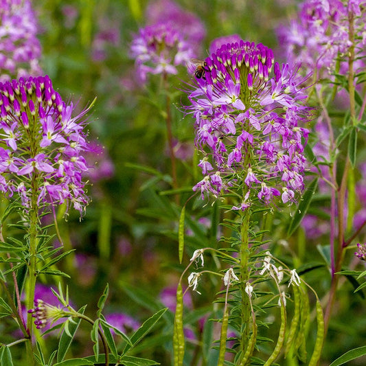 Rocky Mountain Bee Plant – Pollinator Friendly Wildflower Seeds