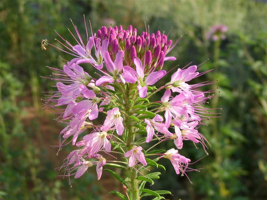Rocky Mountain Bee Plant – Pollinator Friendly Wildflower Seeds