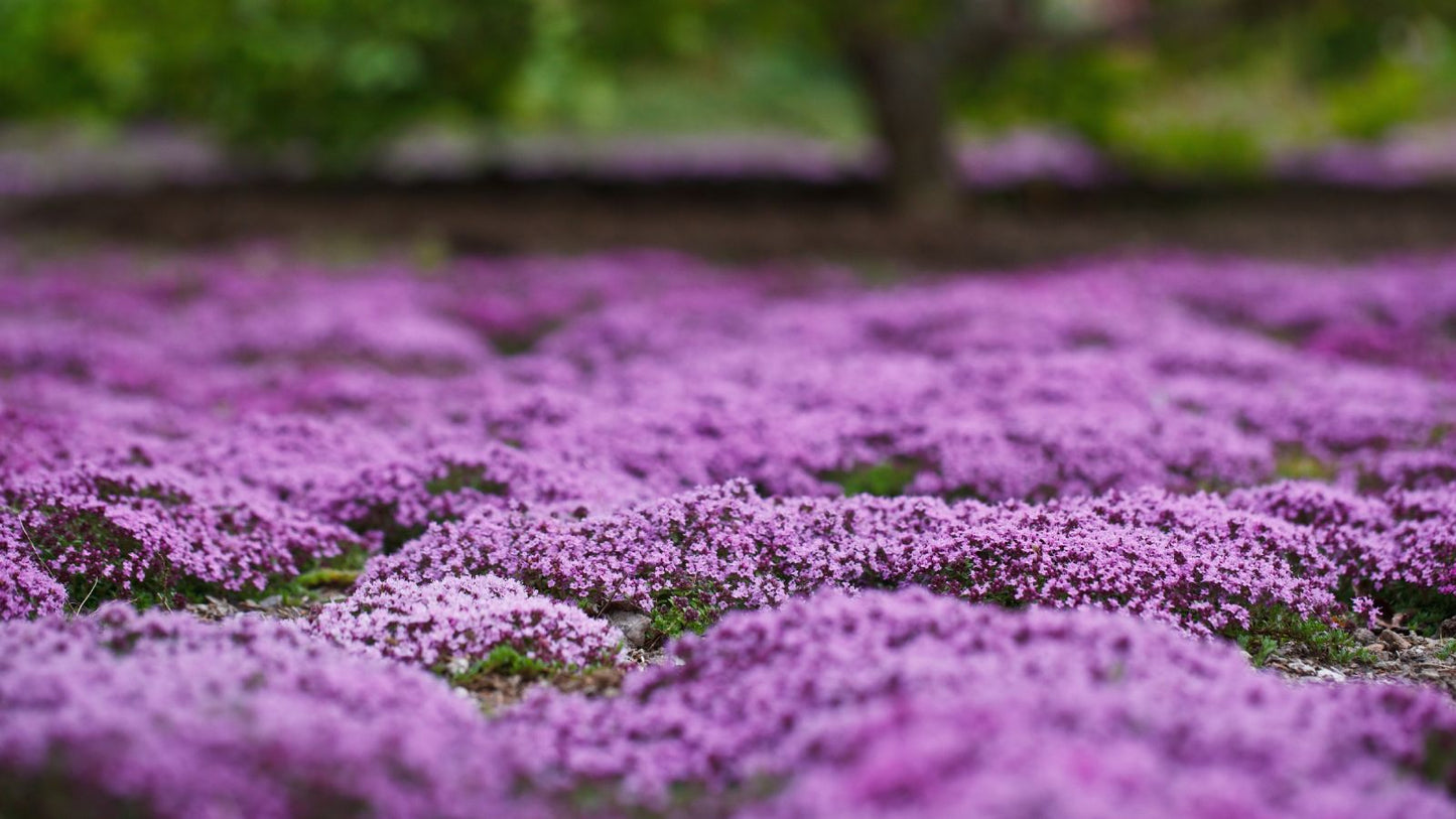 Creeping Thyme Ornamental Garden Herb Seeds