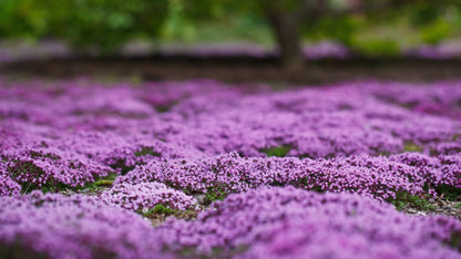 Creeping Thyme Ornamental Garden Herb Seeds