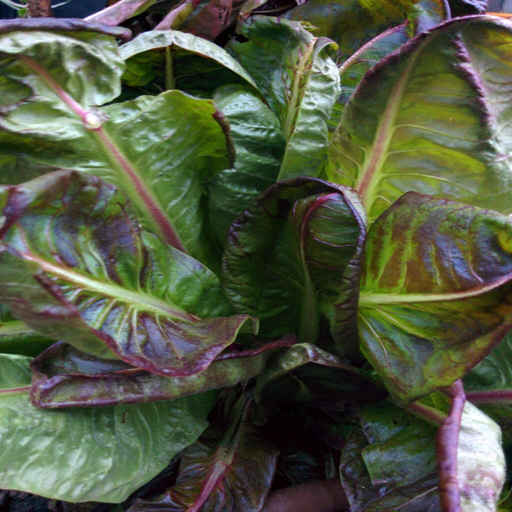 Cimmaron Romaine Lettuce – Colorful Vegetable Seeds