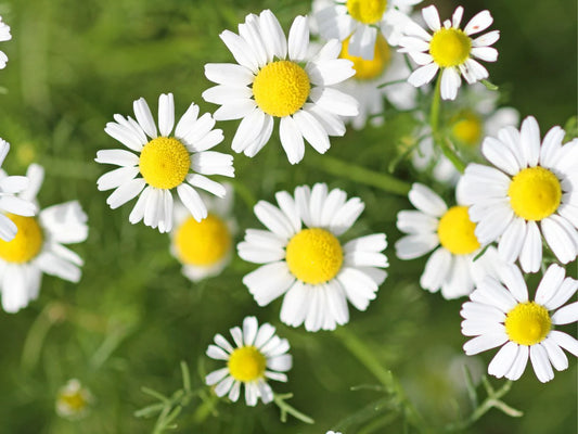 Roman Chamomile – Fragrant Wildflower Herb Seeds