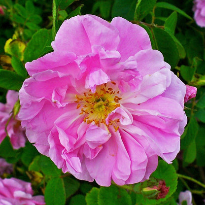 Damask Rose Seeds Rosa Damascena Fragrant Rose for Perfume & Garden Beauty