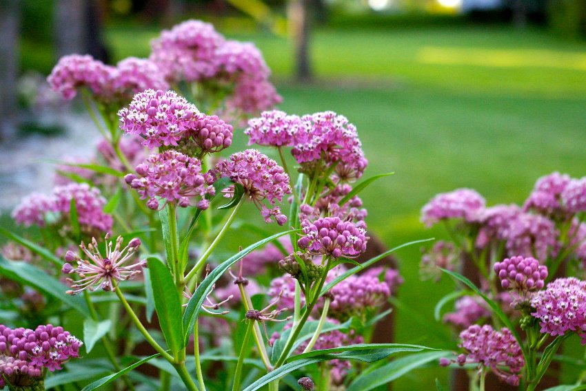Swamp Milkweed – Pollinator Friendly Wildflower Seeds