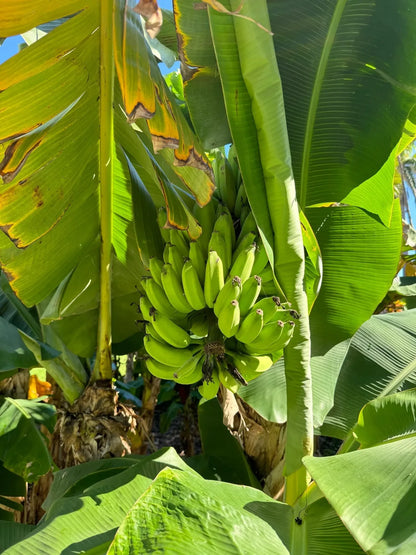 Musa Flaviflora Wild Northeastern Indian Banana Fruit – Fruit Seeds