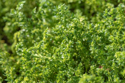 Green Carpet Rupturewort Herniaria Glabra – Groundcover Herb Seeds