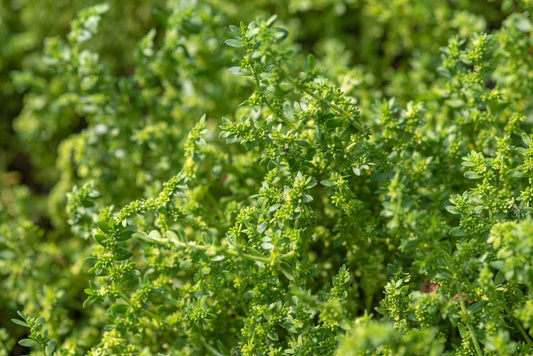 Green Carpet Rupturewort Herniaria Glabra – Groundcover Herb Seeds