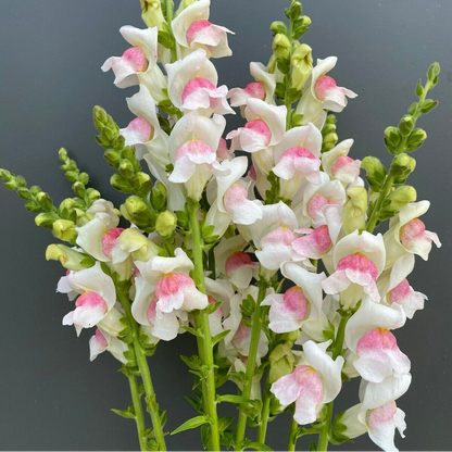 Snapdragon Antirrhinum Lipstick – Colorful Flower Seeds