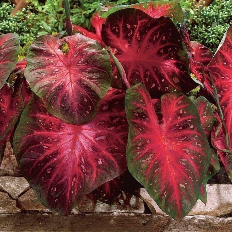 Caladium Buck Seeds Elegance For Shady Gardens Perennial Hosta
