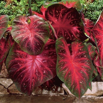 Caladium Buck Seeds Elegance For Shady Gardens Perennial Hosta