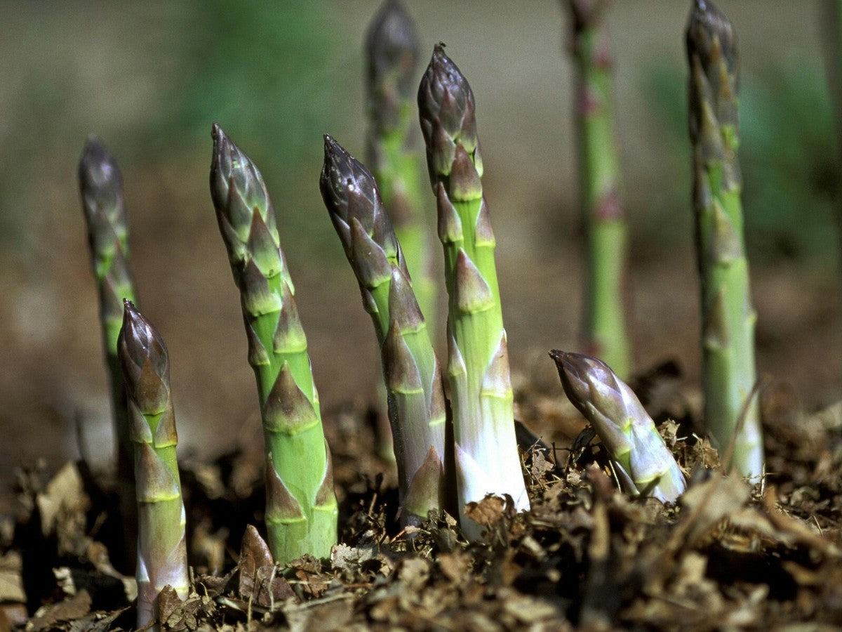 Mary Washington Asparagus Seeds Non-GMO Fresh Garden Seeds for Planting