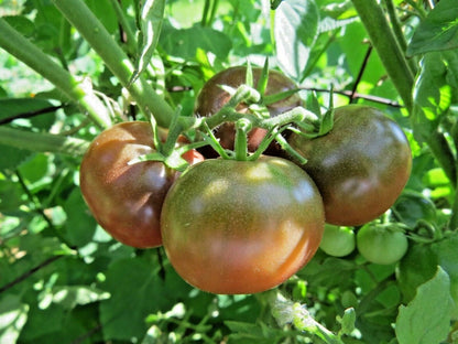 Kazachka Tomato – Heirloom Vegetable Garden Seeds