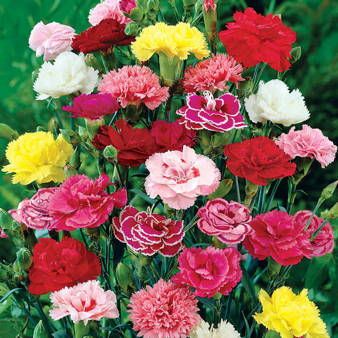 Carnation Dianthus Caryophyllus – Chabaud Picotee Mixed Color Seeds